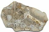 Fossil Horsetail (Annularia) Nodule Pos/Neg - Mazon Creek #325906-2